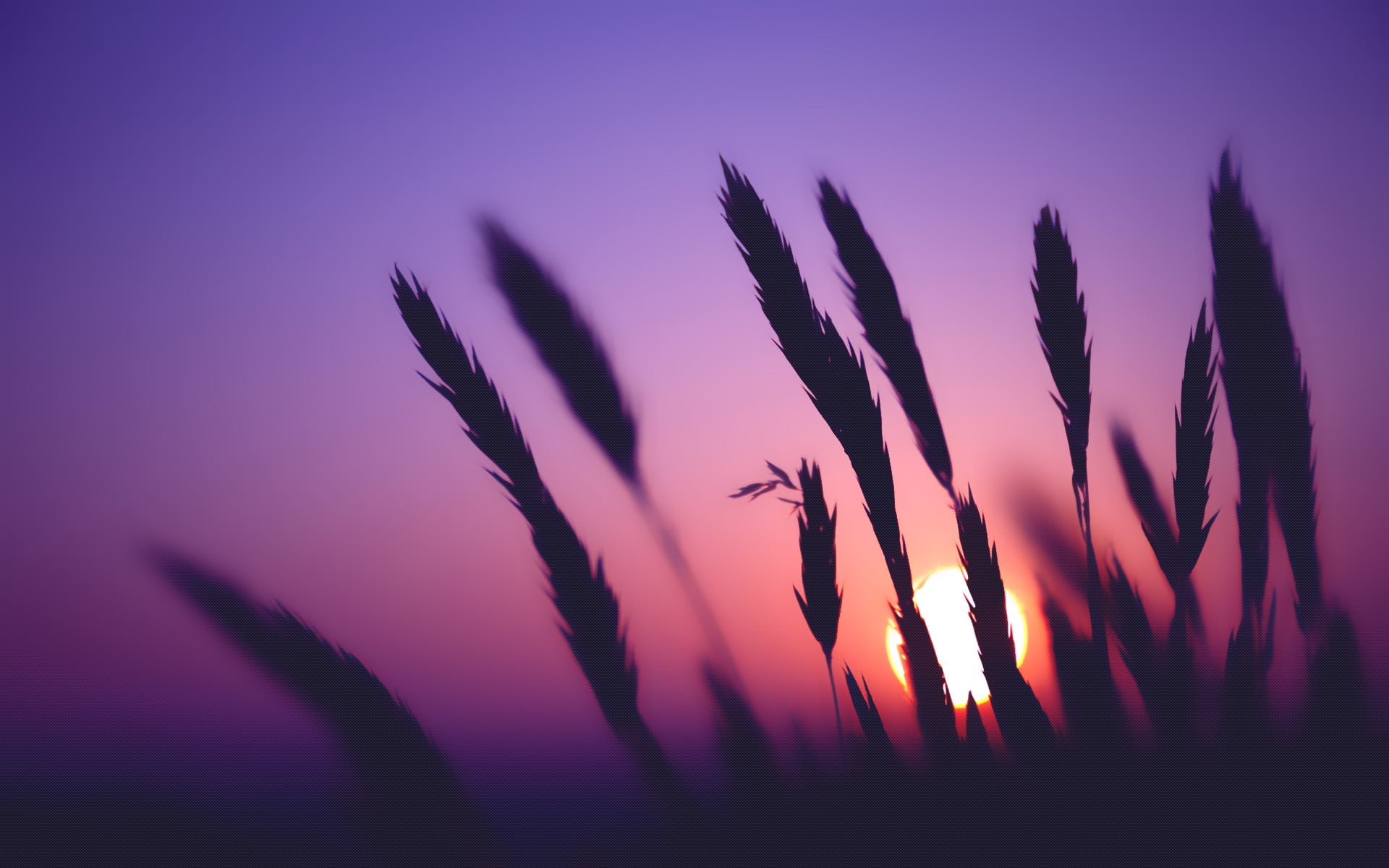 Plant silhouette photography, silhouette of grass during sunset wallpaper