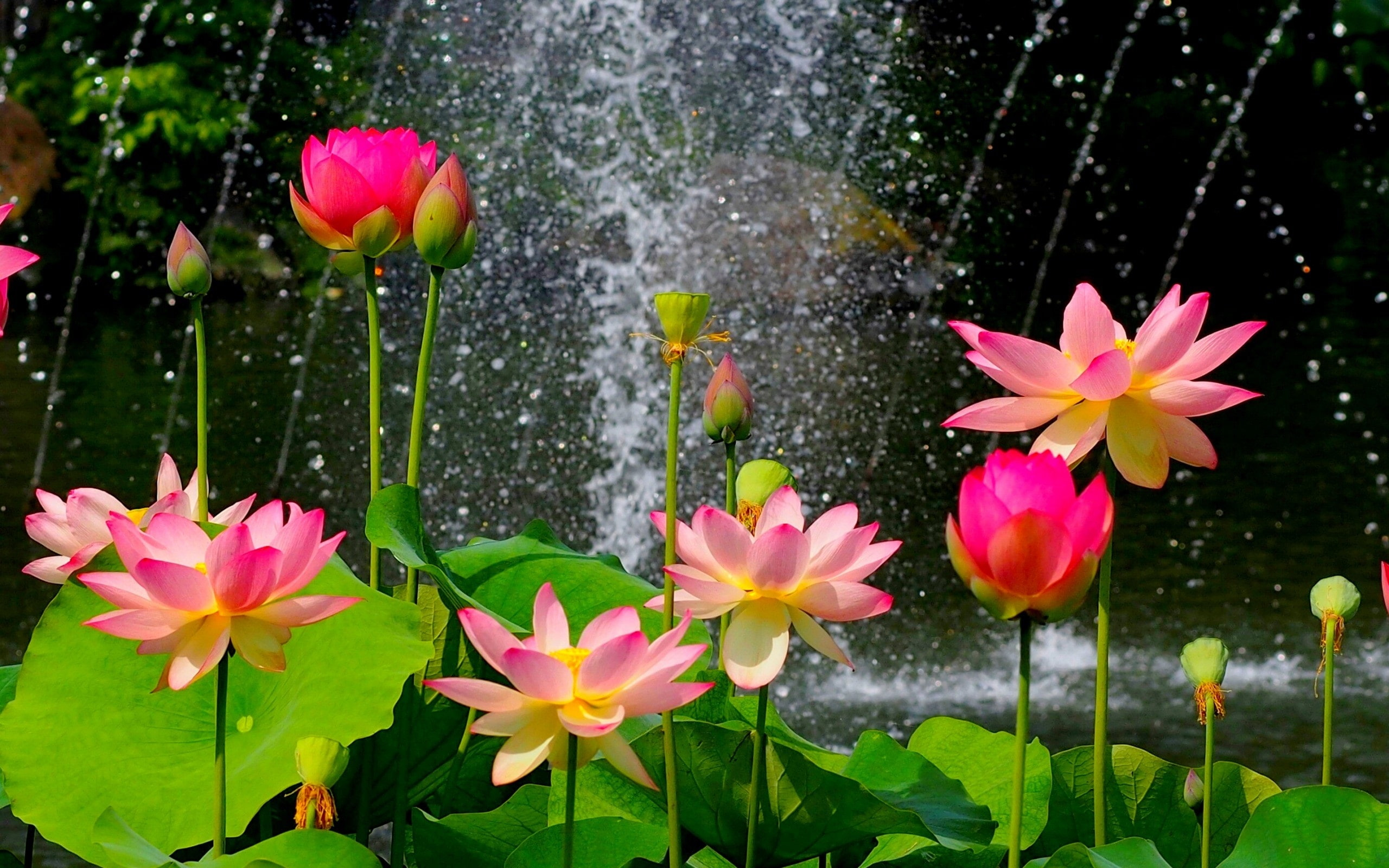 Beautiful lotus pond, pink flowers, green leaves wallpaper