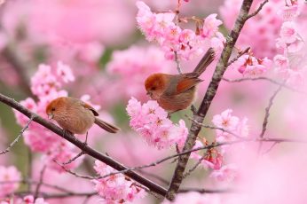 Pink cherry blossom flowers, birds, branches, tree, spring, garden wallpaper