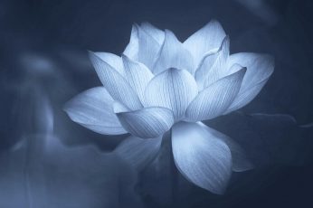Greyscale photo of lotus flower, sacred lotus, petal, flora, aquatic plant wallpaper