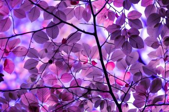 Wallpaper Purple leafed tree illustration, photo of purple flowering tree