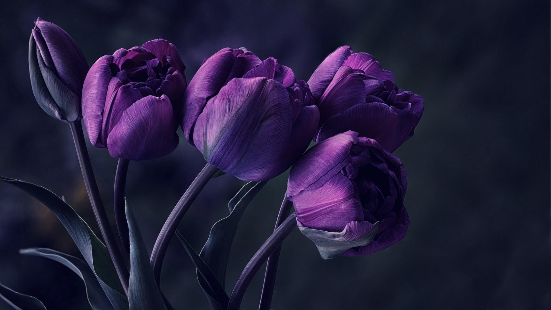 Purple tulip flower, tulips, particular, special, beautyful, amazing wallpaper