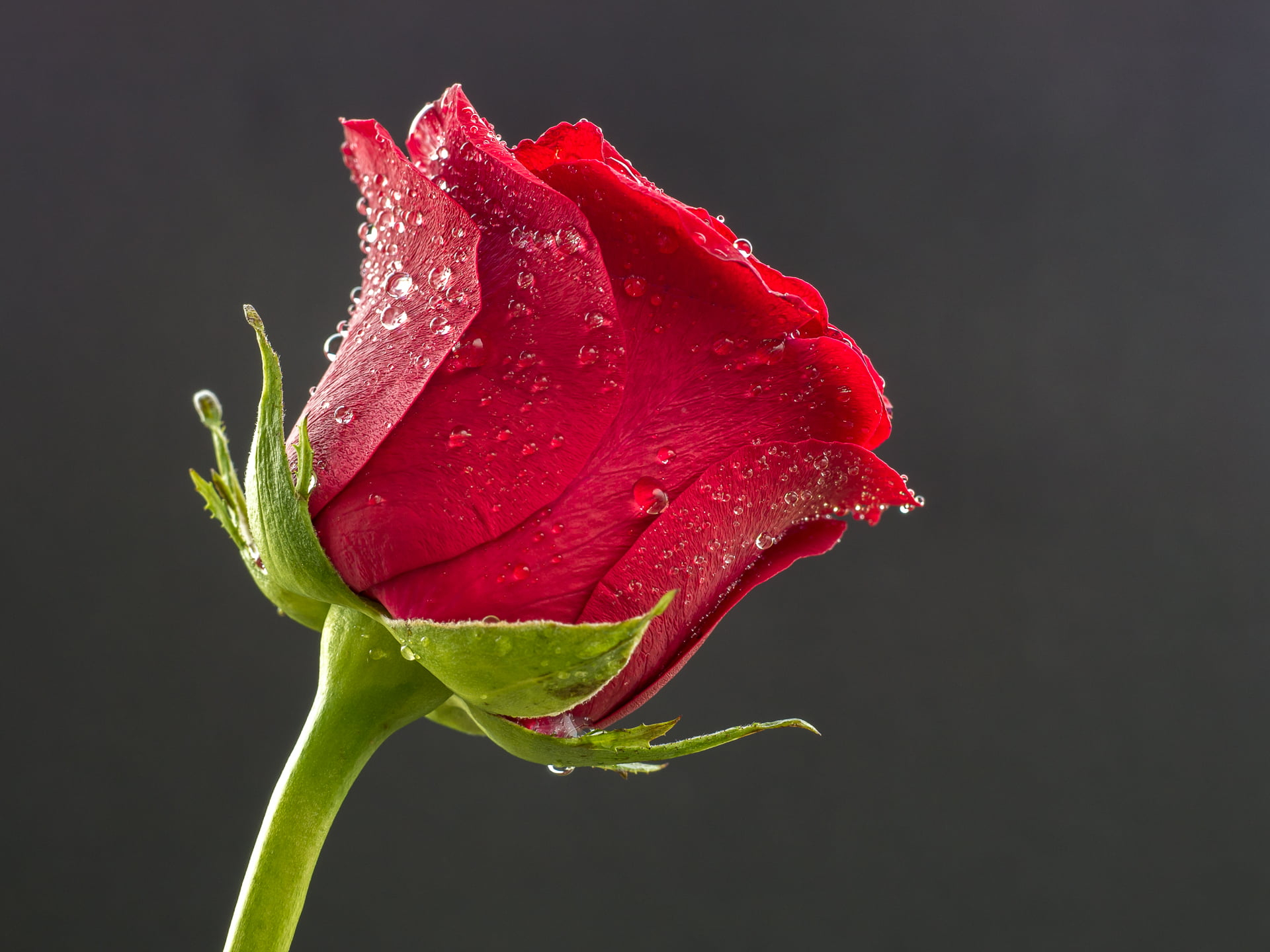 Selective focus photo of red rose, rose, Blume, flower, Panasonic Lumix G5 wallpaper