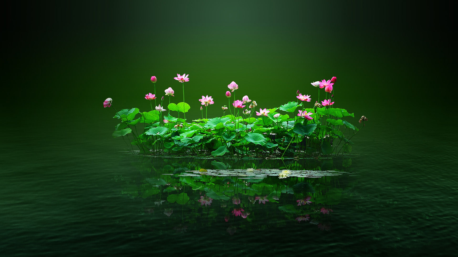 Lotus pond, lotus, flowers, pink, water, petal, Lotus leaf, green wallpaper