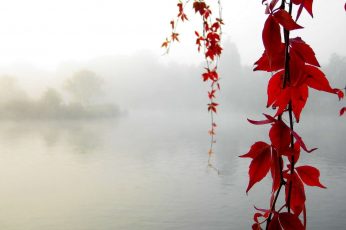 Wallpaper red flowers, red leaf tree, water, leaves, mist, nature, fall
