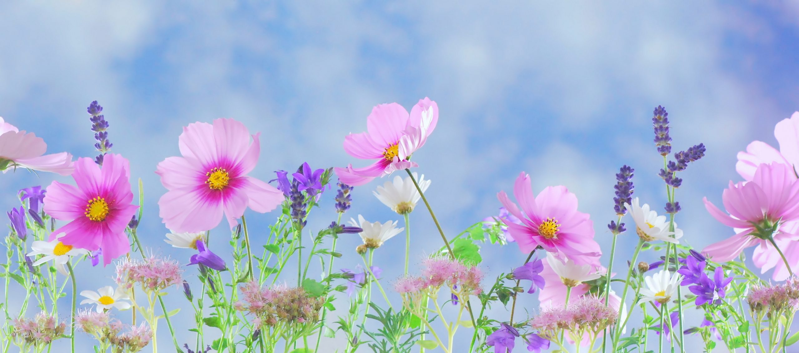 Selective focus photography of pin cosmos flowers and lavender flowers wallpaper