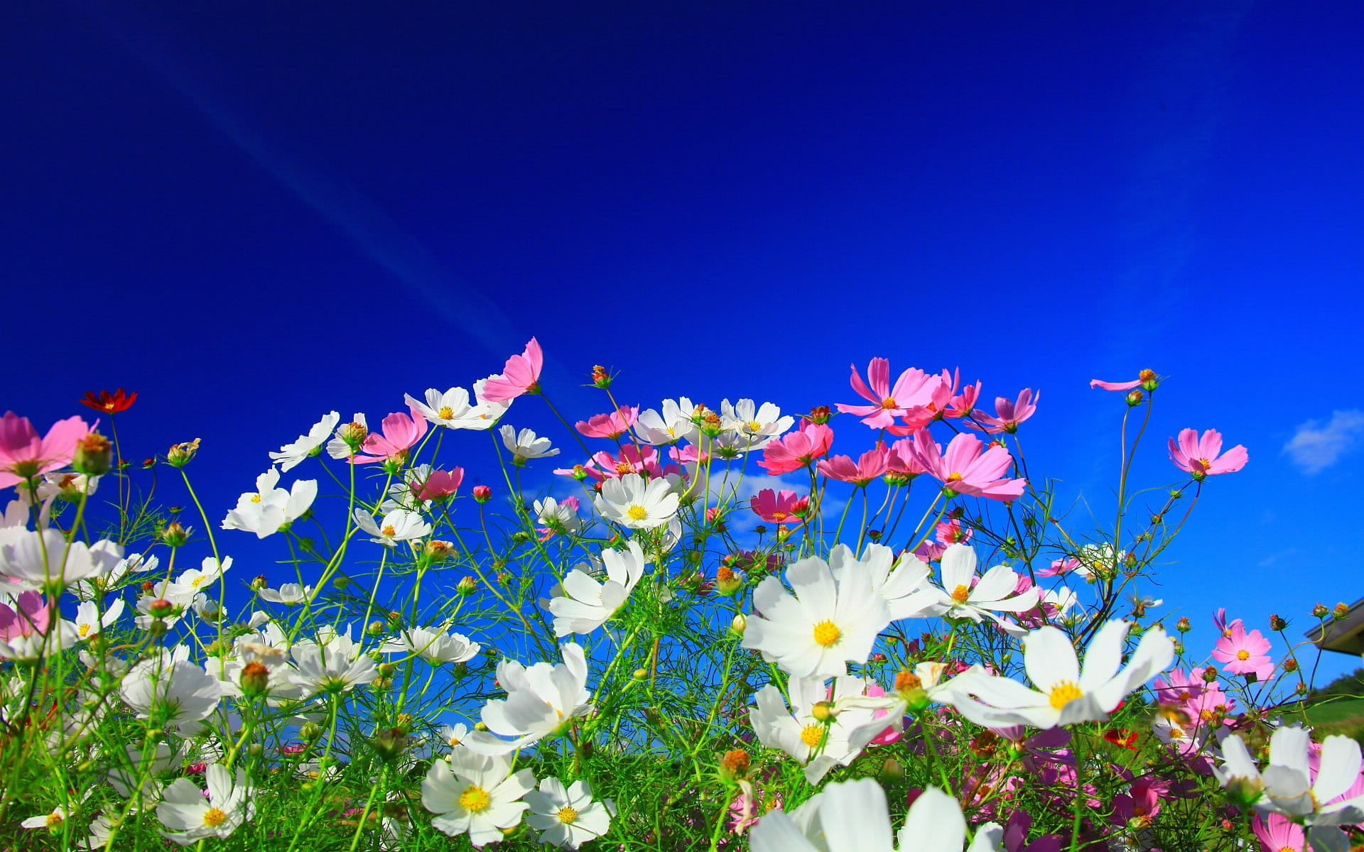 White and pink daisy flowers, nature, white flowers, pink flowers wallpaper