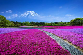 Landscape, sky, clouds, meadow, grass, summer, flowers, mount fuji wallpaper