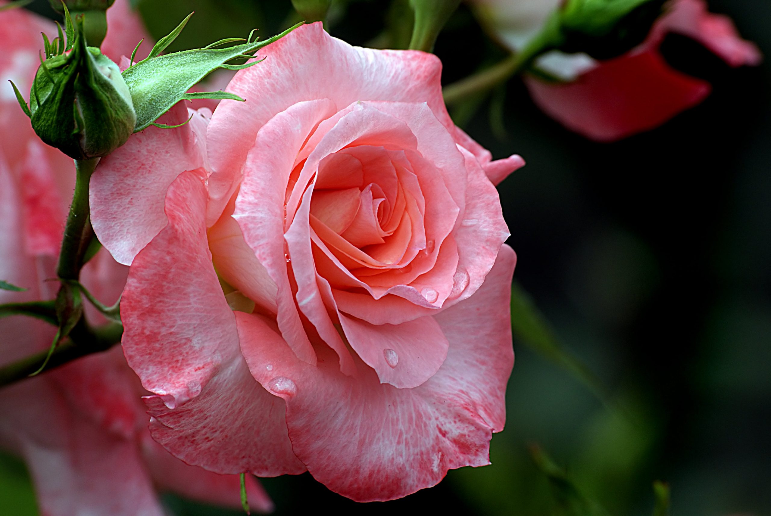 Close up photo of pink rose, Liverpool Echo, Roses, Gardening wallpaper