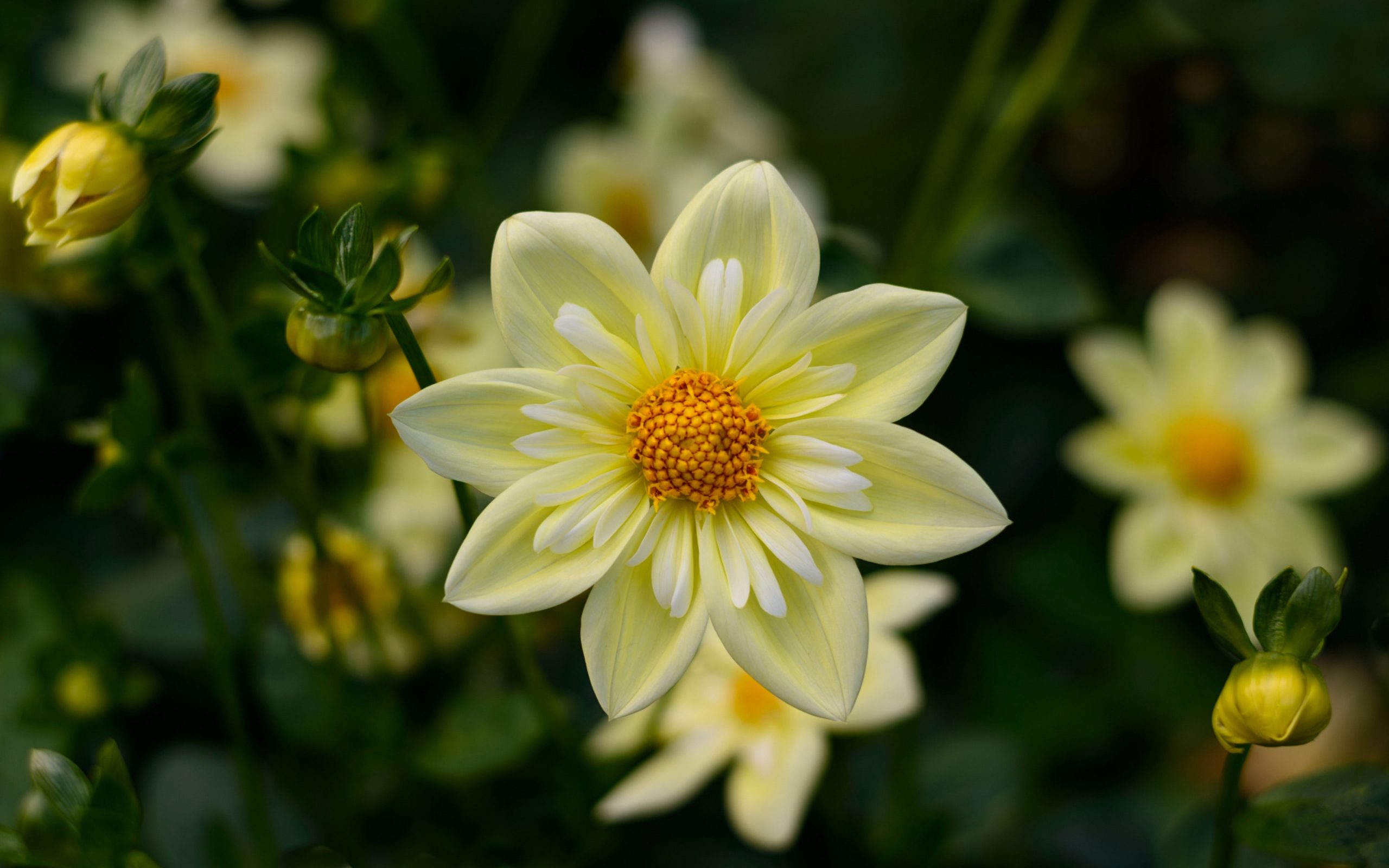 Dahlia Yellow Flowers High Quality Flower Wallpaper For Desktop Computers Hd Wallpapers For 4k Ultra Hd Tv 3840×2400