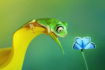 Wallpaper green frog beside common blue butterfly clip a, selective focus photography of green tree frog perched on yellow flower petal in front of common blue butterfly