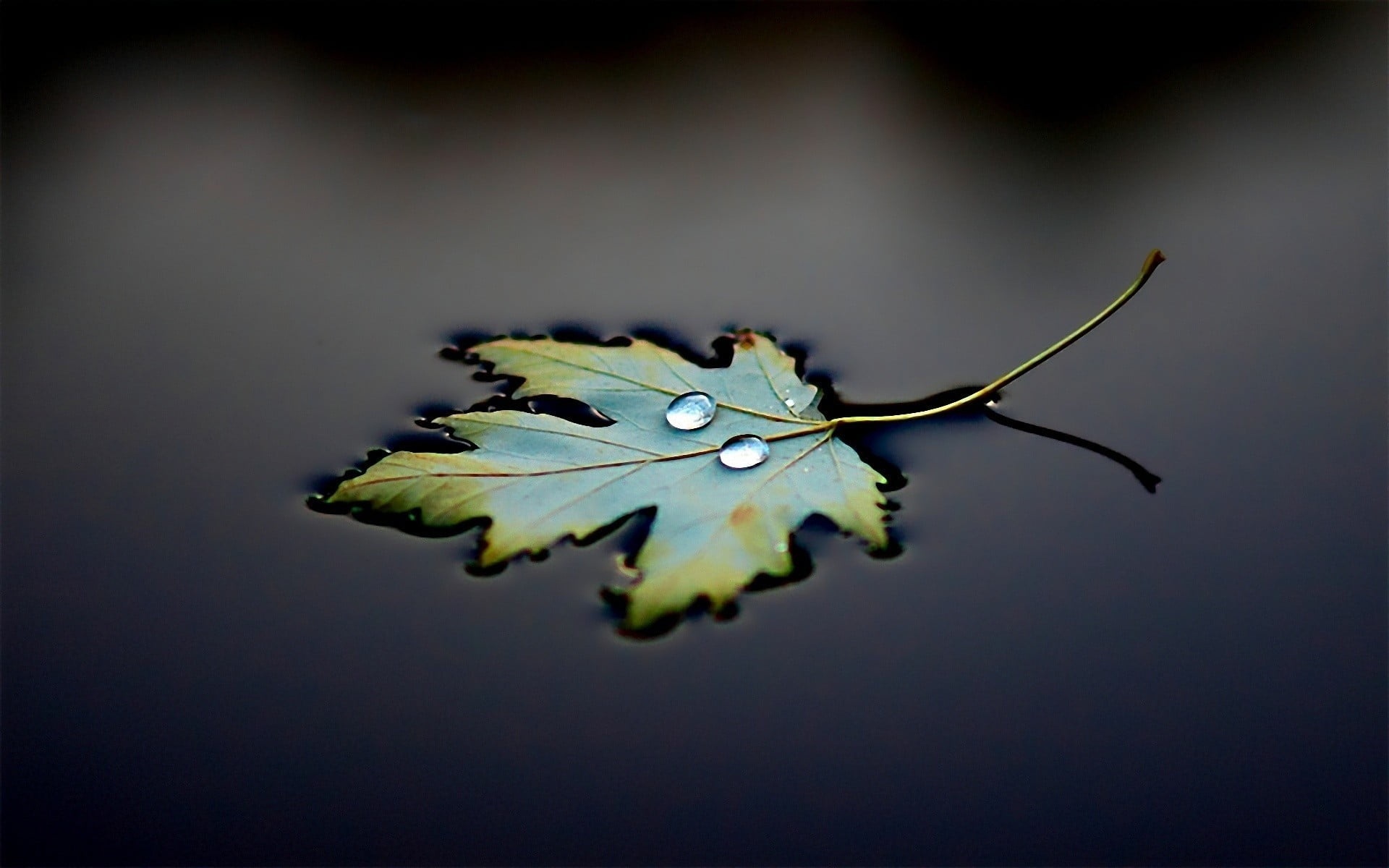 Wallpaper green leaf, green maple leaf, water drops, leaves, macro, photography