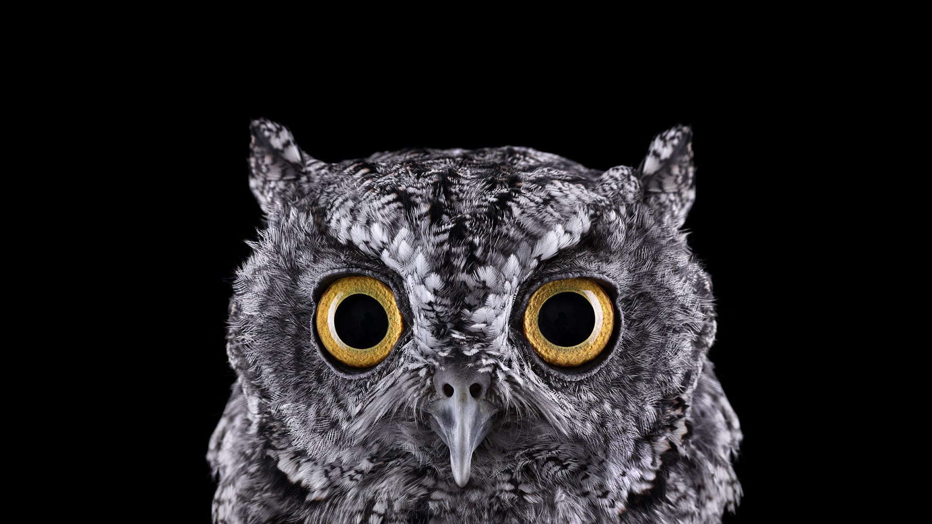 Wallpaper grey owl, selective focus photograph of owl face, photography