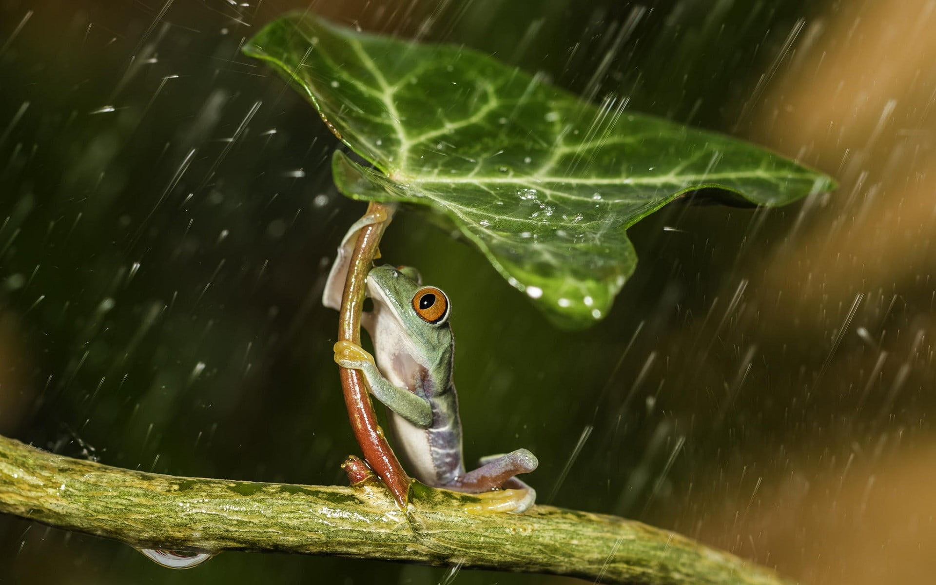 Wallpaper red-eyed tree frog, green frog holding green leaf during raintime