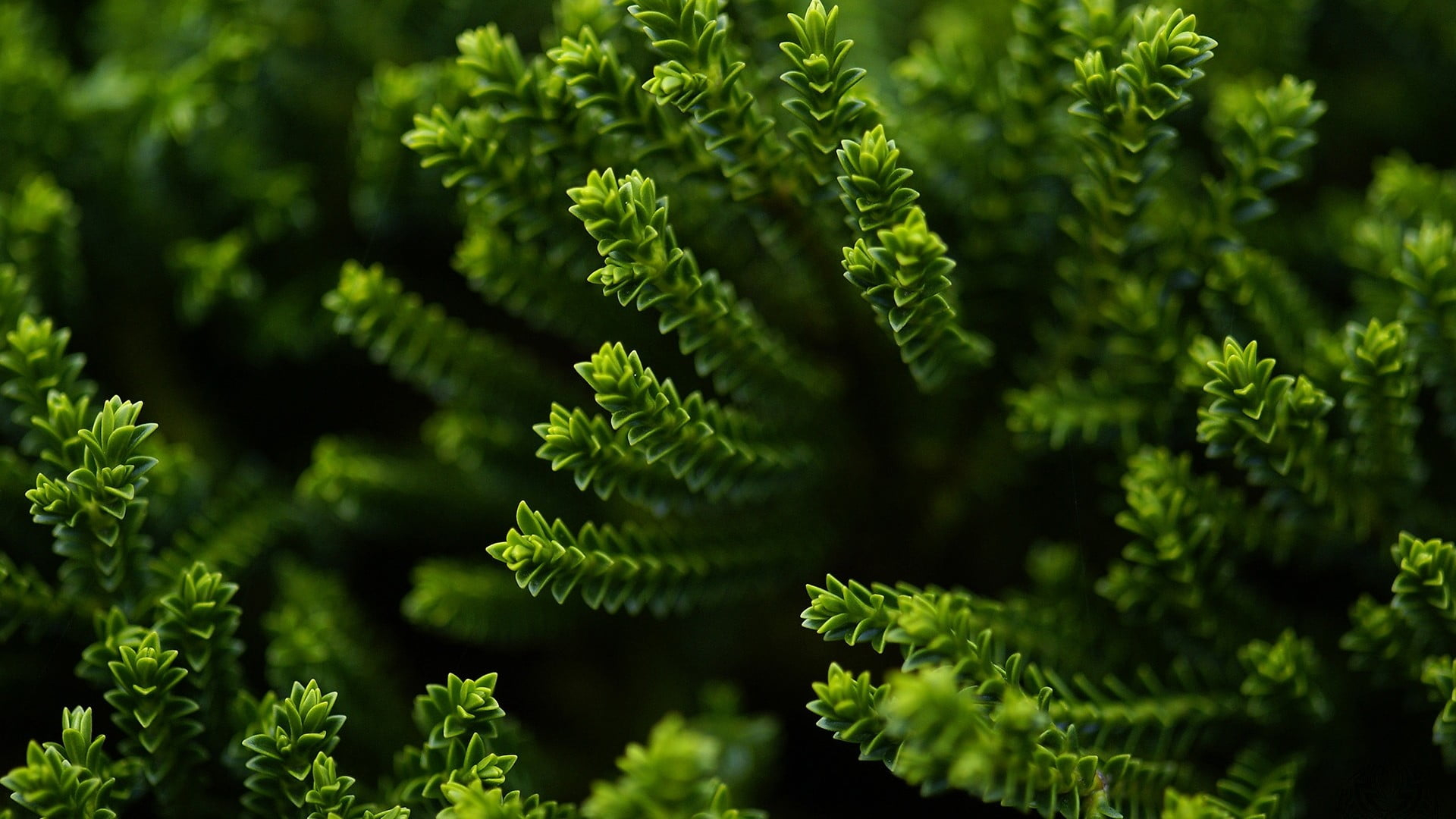 Wallpaper green leafed plant, green leaf plant, macro, depth of field, plants