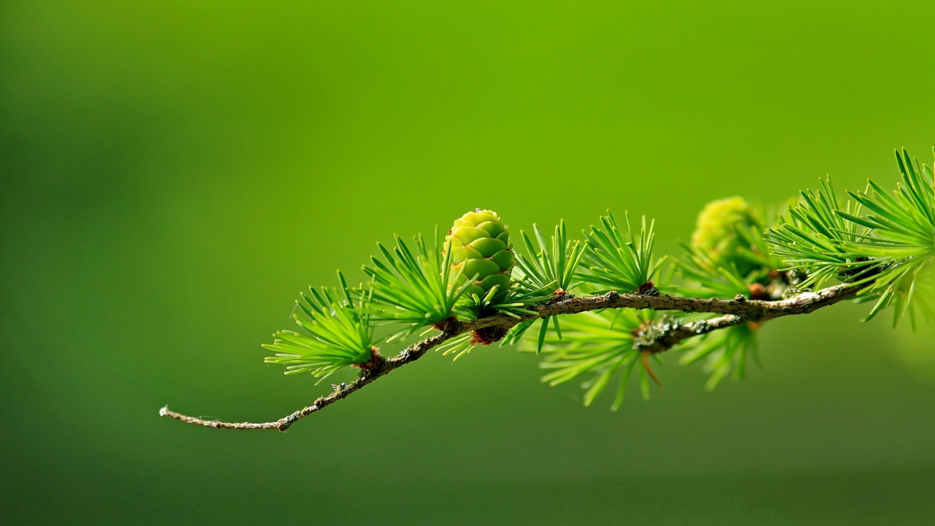 Wallpaper green leafed plant, conifer, cones, macro, blurred, photography