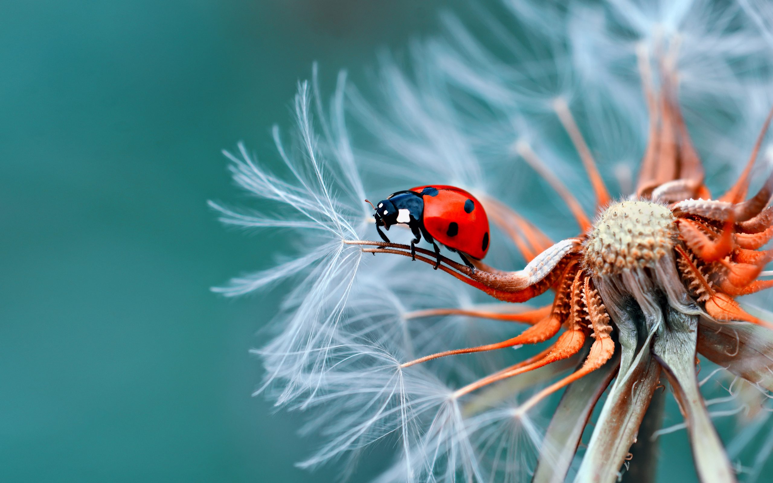 Insect Bubamara On Dandelion Macro Photography Ultra Hd Wallpapers For Desktop Mobile Phones And Laptop 3840×2400