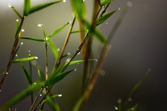 Wallpaper microphotography of green grass and water dew, green leafed plant
