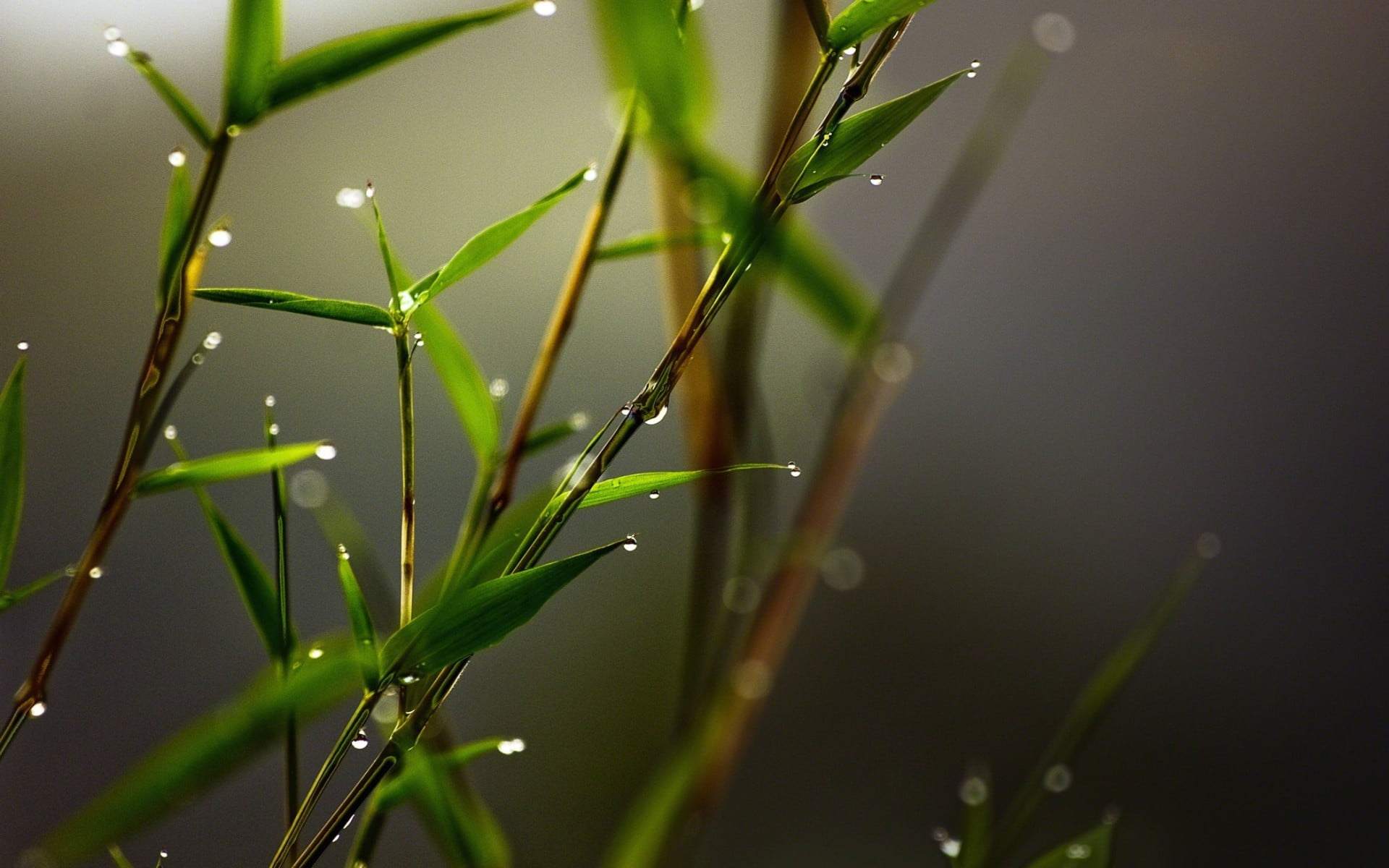 Wallpaper microphotography of green grass and water dew, green leafed plant