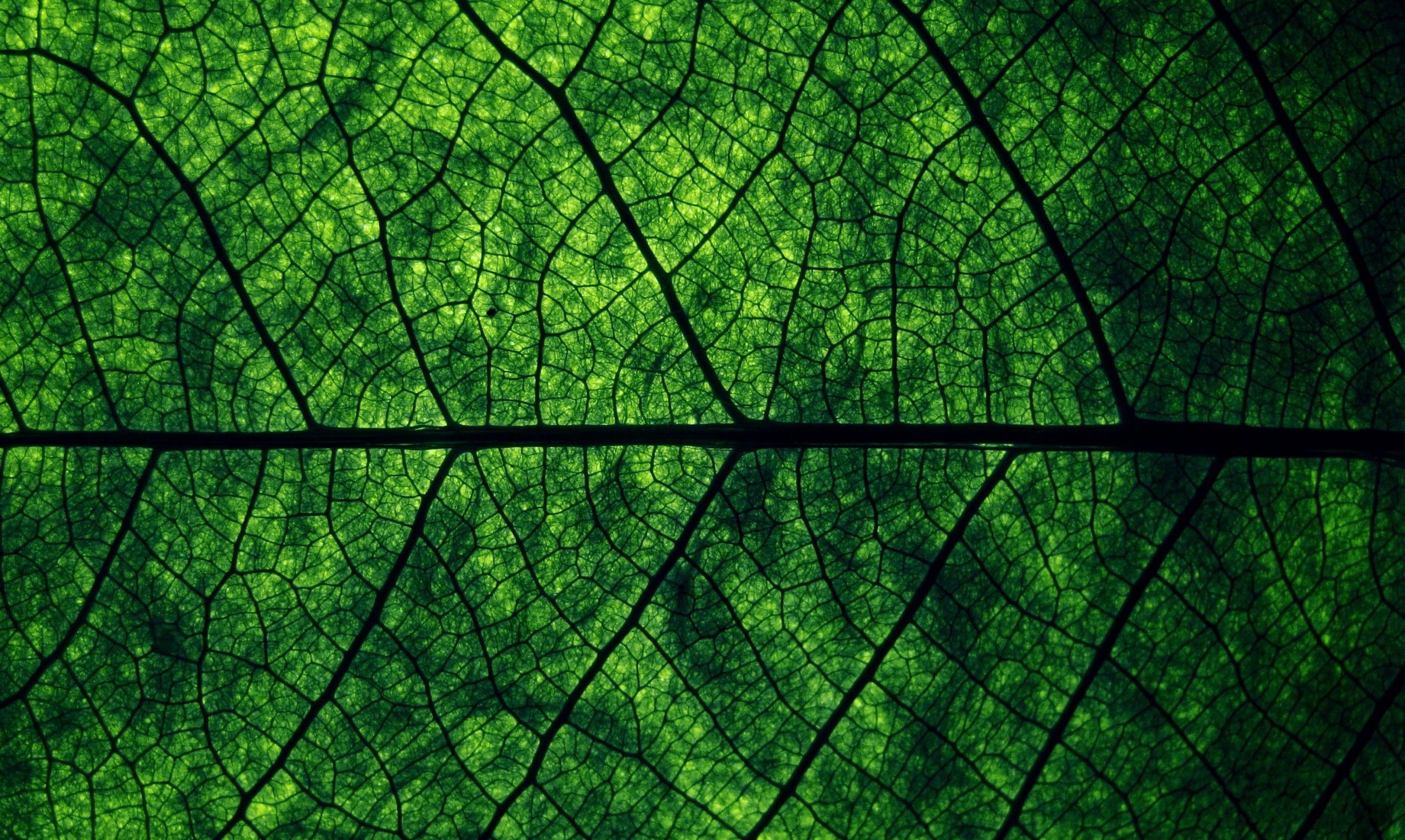Wallpaper green leaf, green leaf, plants, macro, leaves, backgrounds, full frame