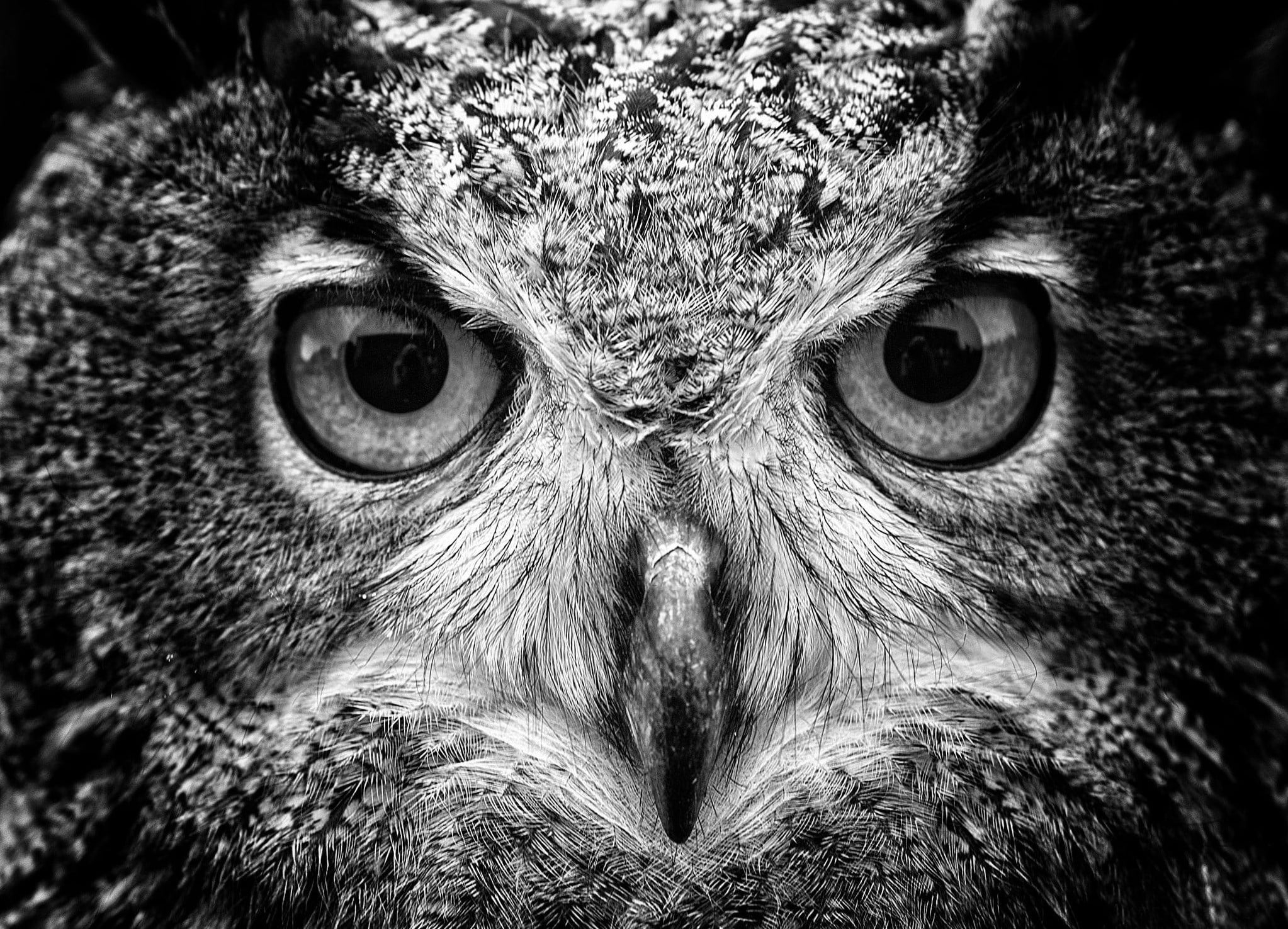 Wallpaper black and gray eagle, grayscale photography of owl, animals