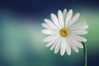 White daisy macro wallpaper photography, marguerite, beautiful, beauty