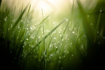 Green grass field wallpaper, leaves, water drops, macro, plants, growth