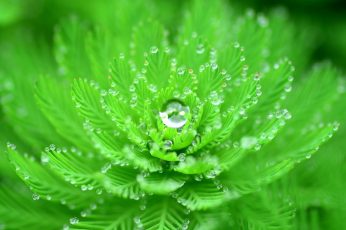 Green leafed plant with water due wallpaper, closeup, water drops, nature