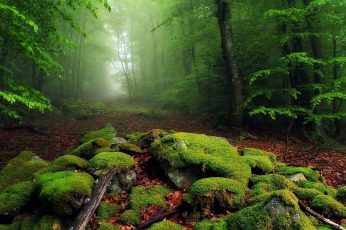 Green leafed trees wallpaper, green rain forest, nature, landscape, mist