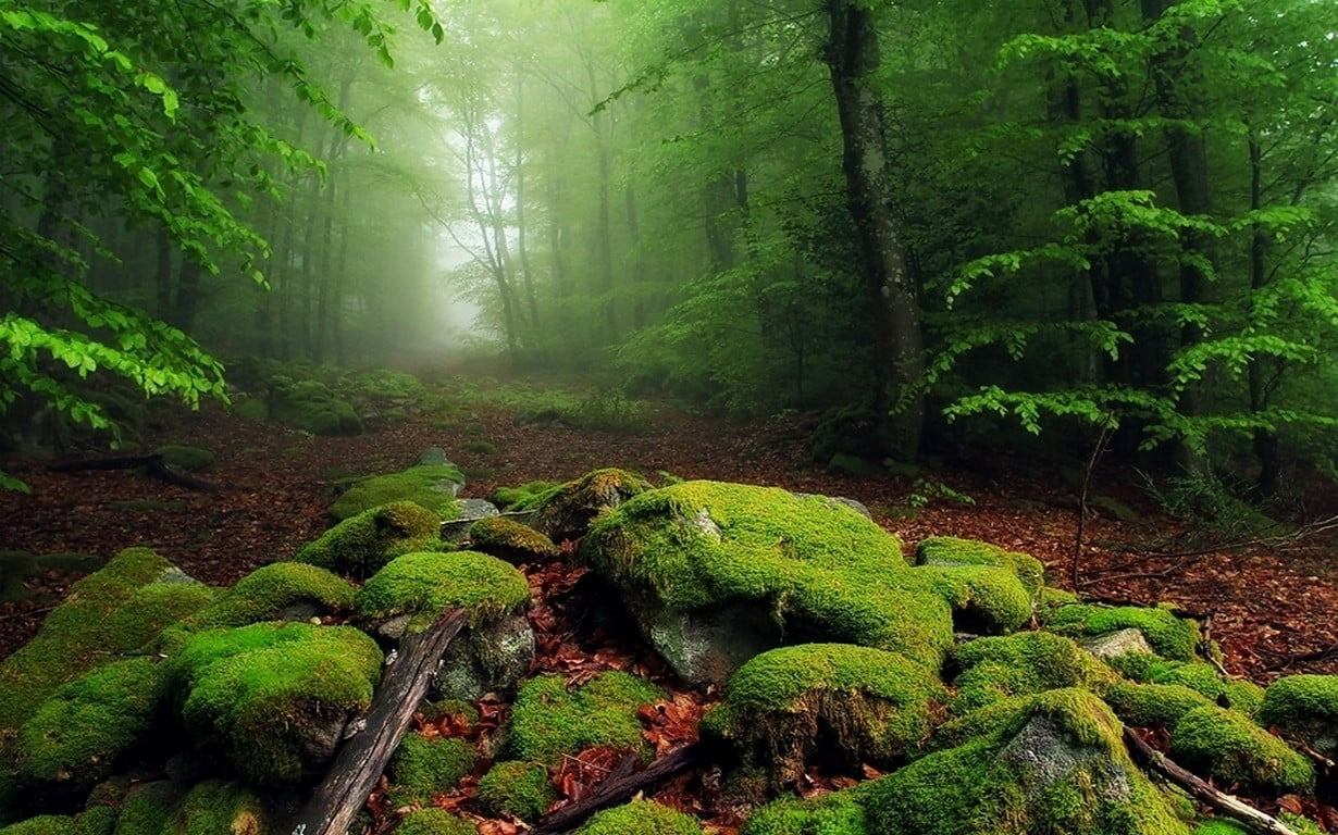 Green leafed trees wallpaper, green rain forest, nature, landscape, mist