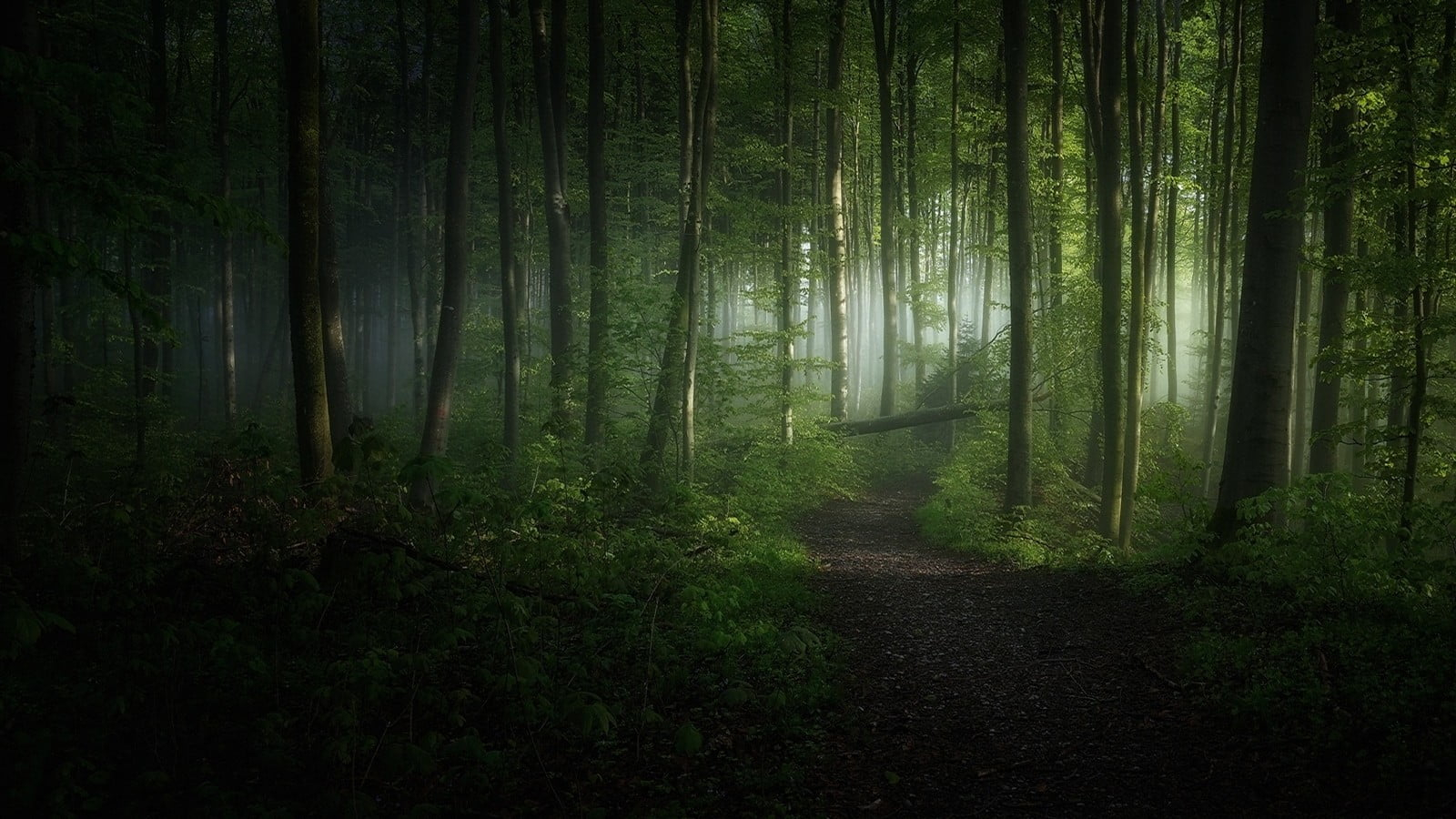 Green leafed trees wallpaper, nature, landscape, morning, forest, path