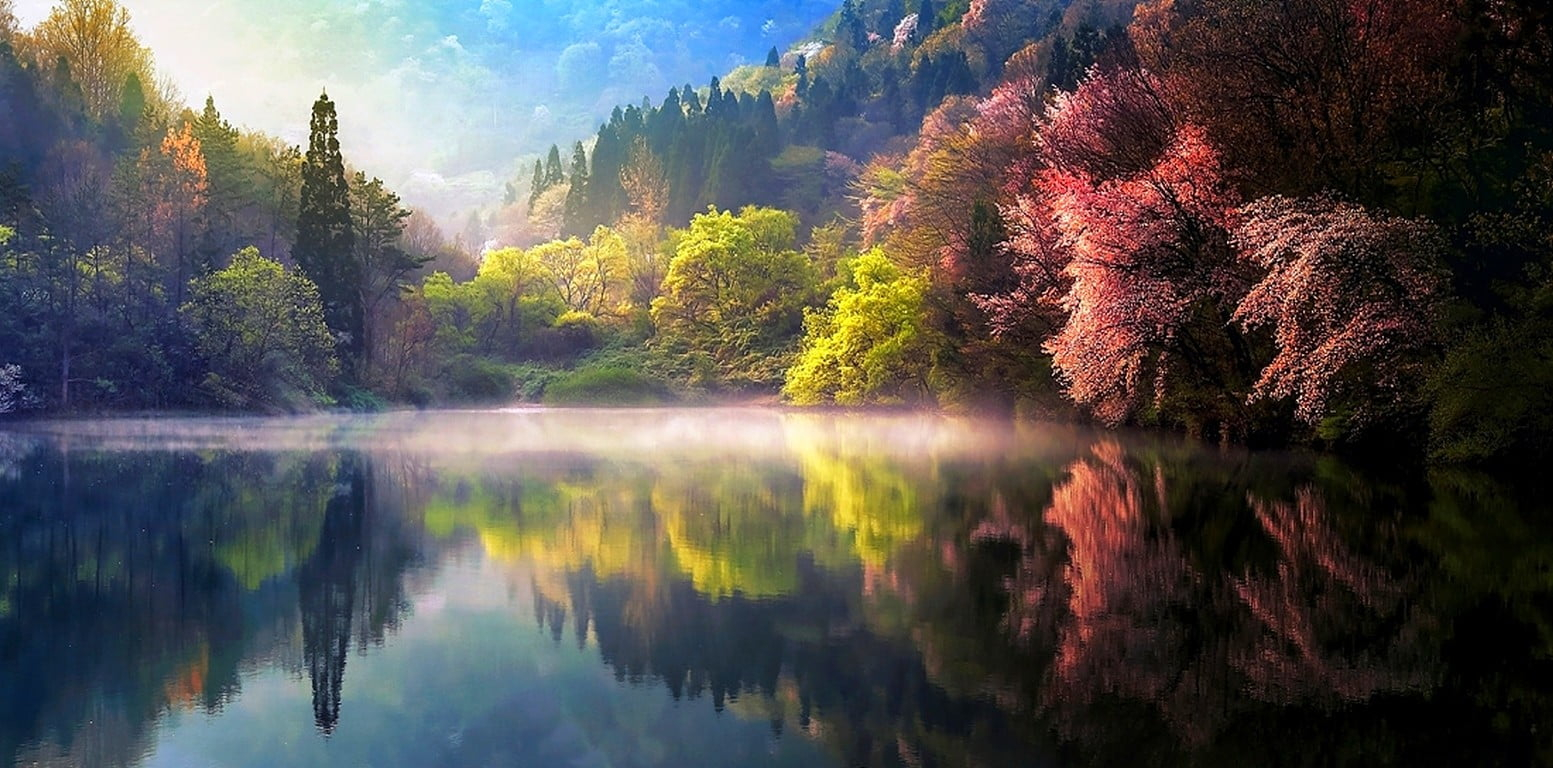 Wallpaper green-leafed trees, nature, spring, mist, lake, reflection, forest