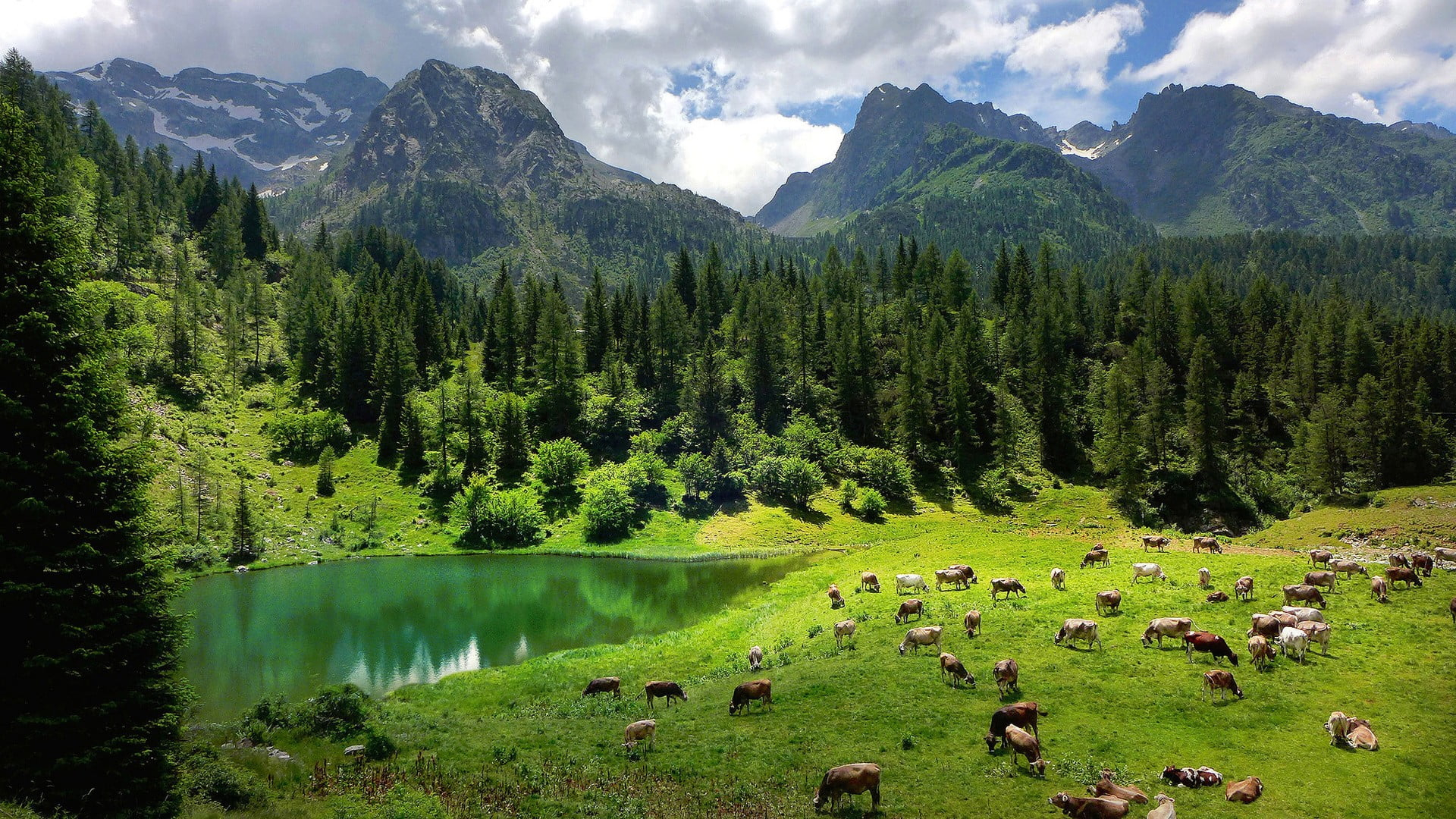 Green leafed trees wallpaper, nature, landscape, forest, Alps, Italy, water