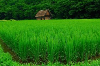Green rice field wallpaper, nature, landscape, water, trees, house, forest