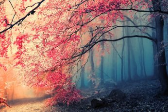 Pink flowering tree wallpaper, landscape photo of forest, nature, trees