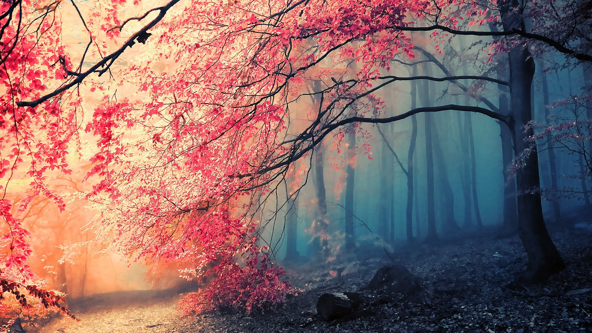 Pink flowering tree wallpaper, landscape photo of forest, nature, trees