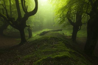 Green trees wallpaper, landscape photography of forest with green grass