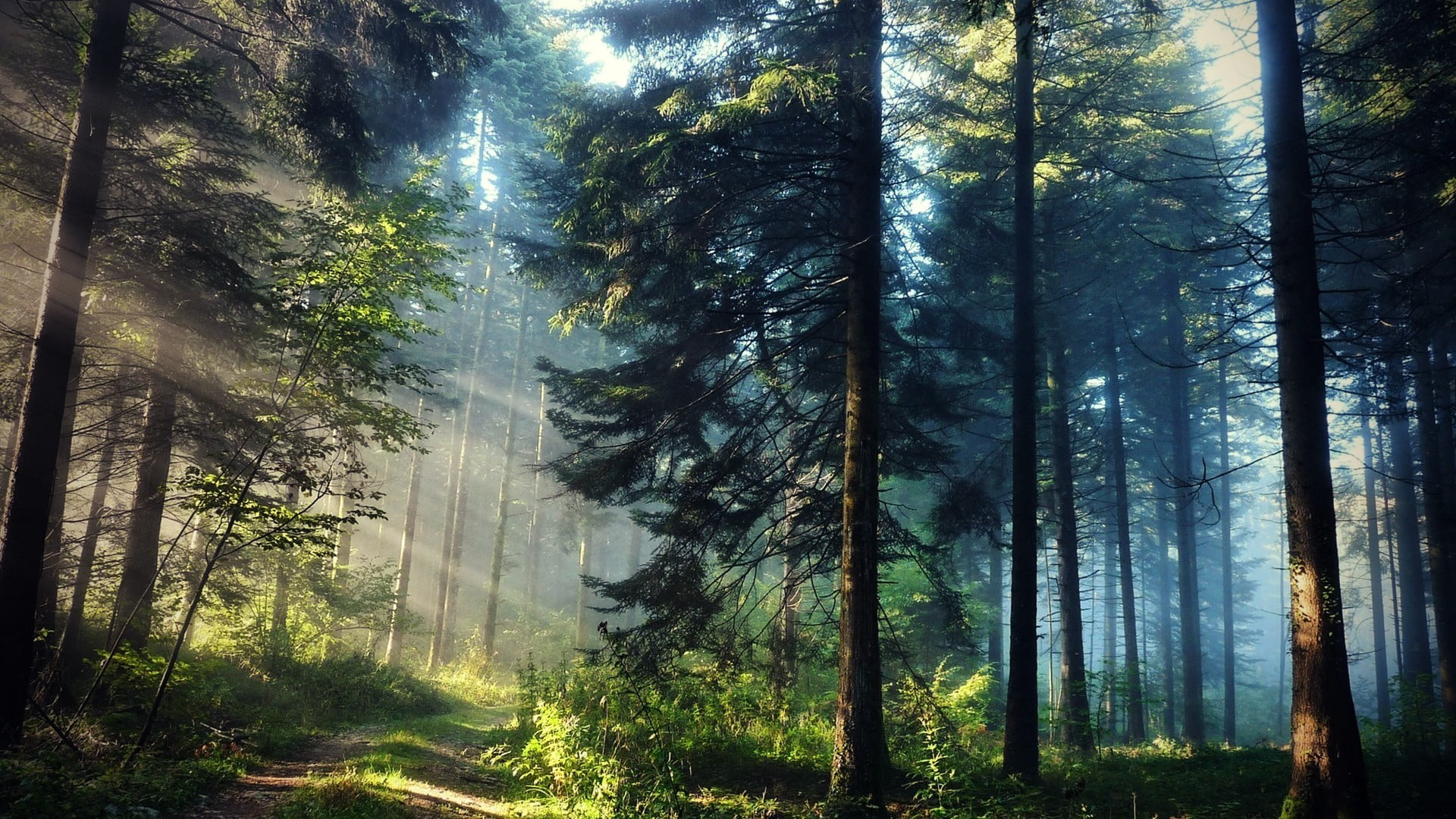 Green forest wallpaper, landscape photography of a forest, trees, sun rays