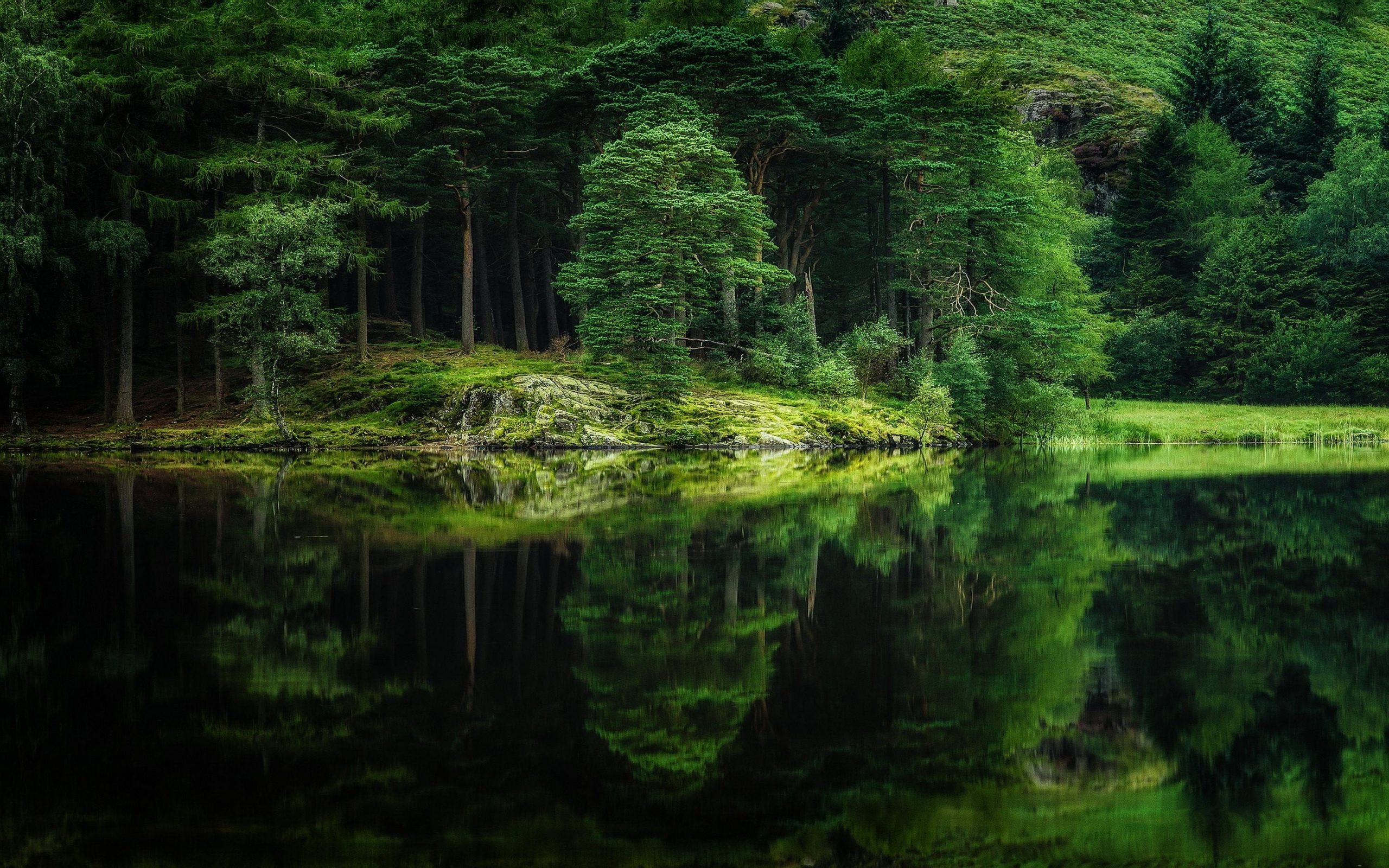 Green leafed trees wallpaper, nature, landscape, mirror, water, lake, forest