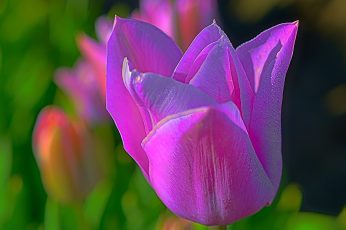 Macro shot of pink Tulip flower wallpaper, Prince, Purple, Woodburn Oregon