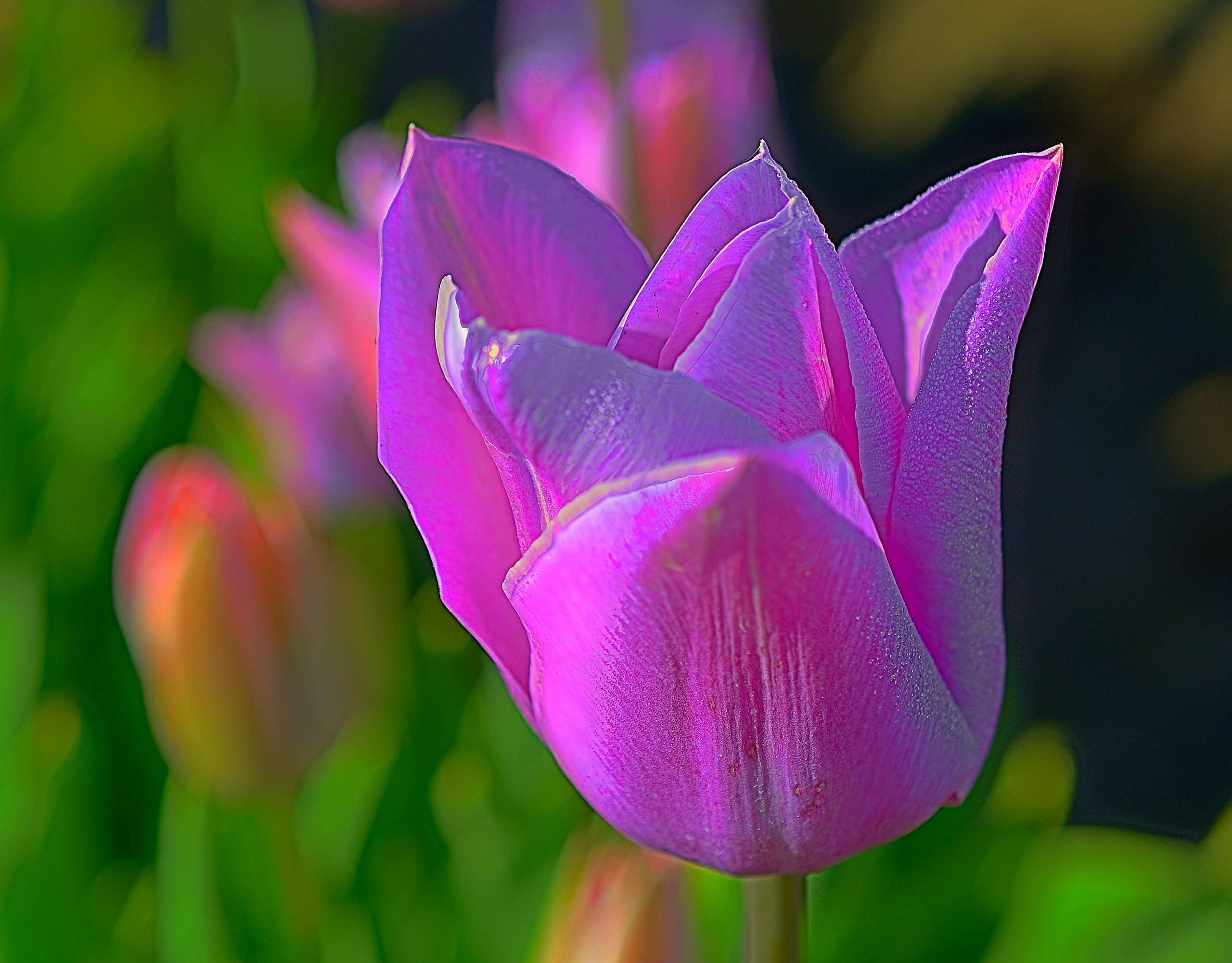 Macro shot of pink Tulip flower wallpaper, Prince, Purple, Woodburn Oregon