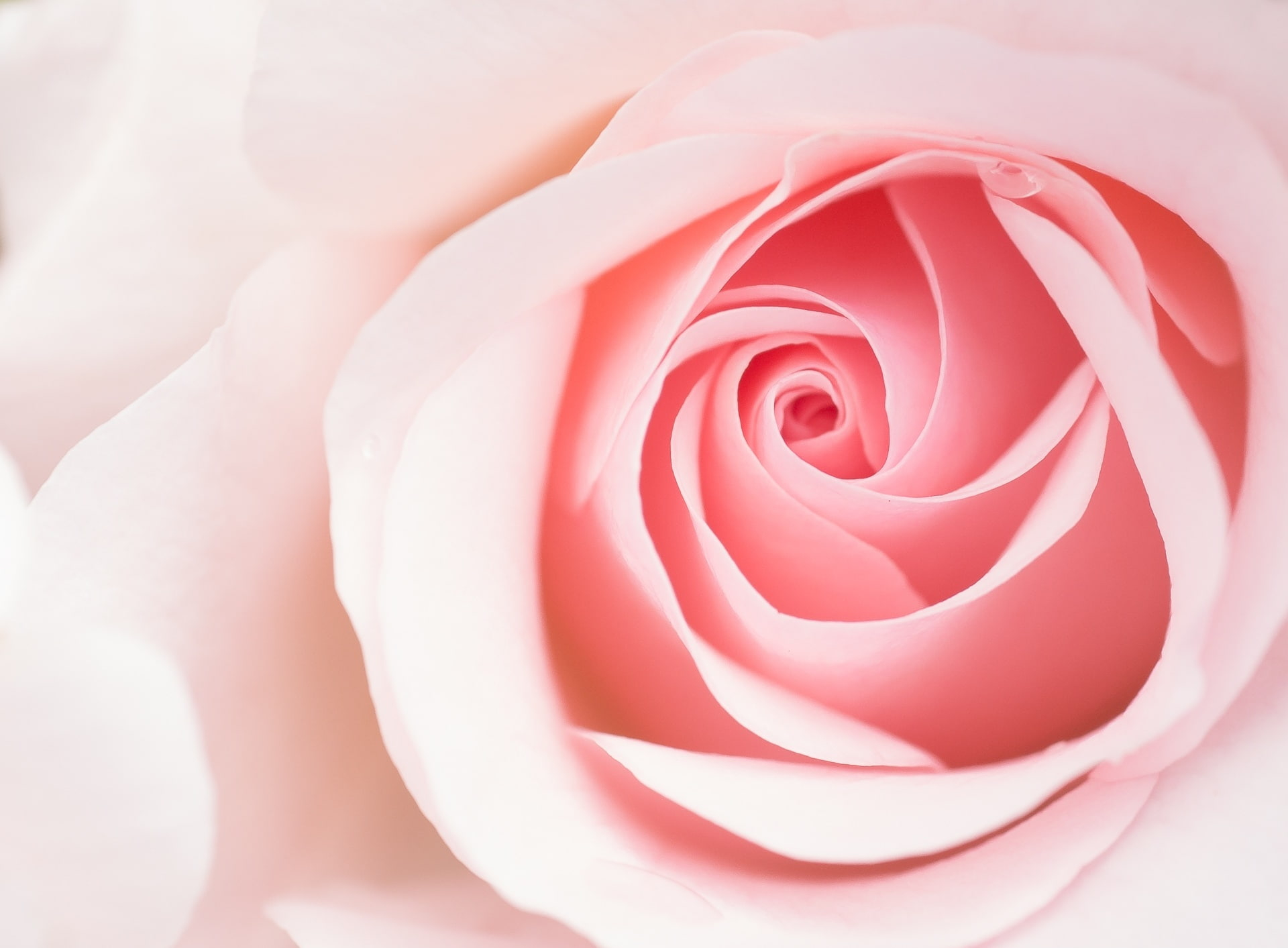 Beautiful Light Pink Rose Flower Macro wallpaper, Aero, Close, Cute, Pastel