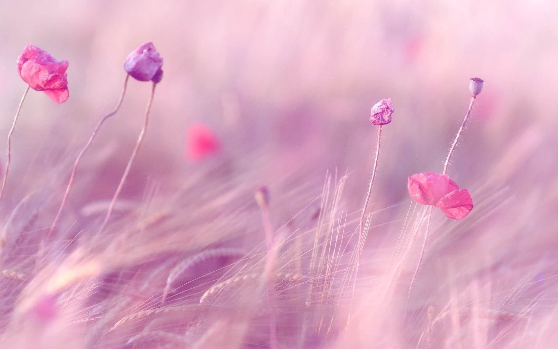 Pink petaled flowers wallpaper, wheat, field, poppies, blur, wind, plant