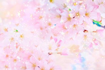 Sakura wallpaper, Earth, Spring, Blossom, Pastel, Pink, Sunny, flower