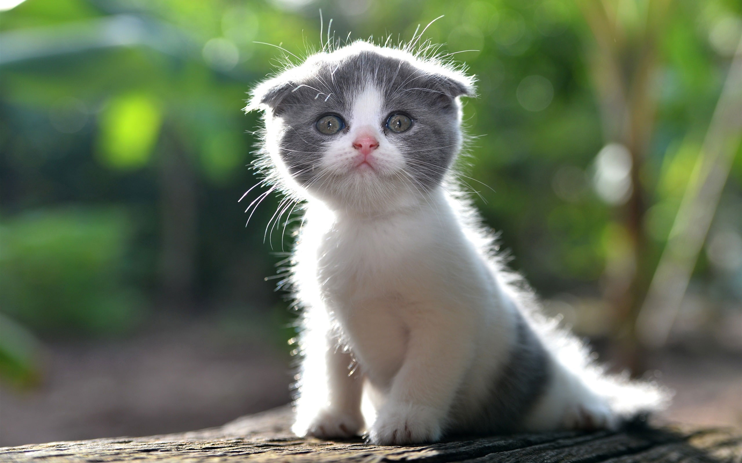Cute Kitten Wallpaper, Furry Cat
