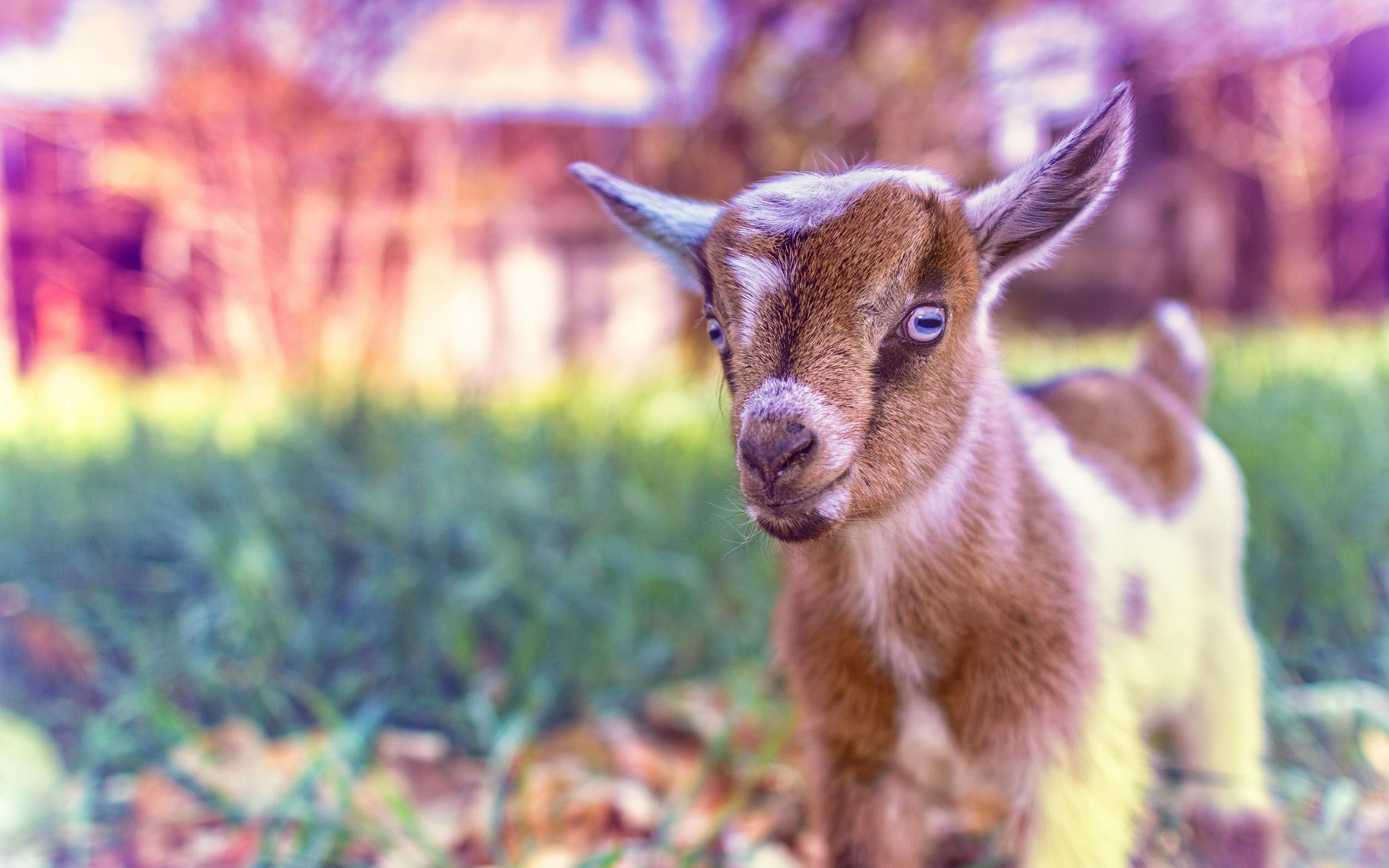 Cute Goat Baby wallpaper, animals, pink