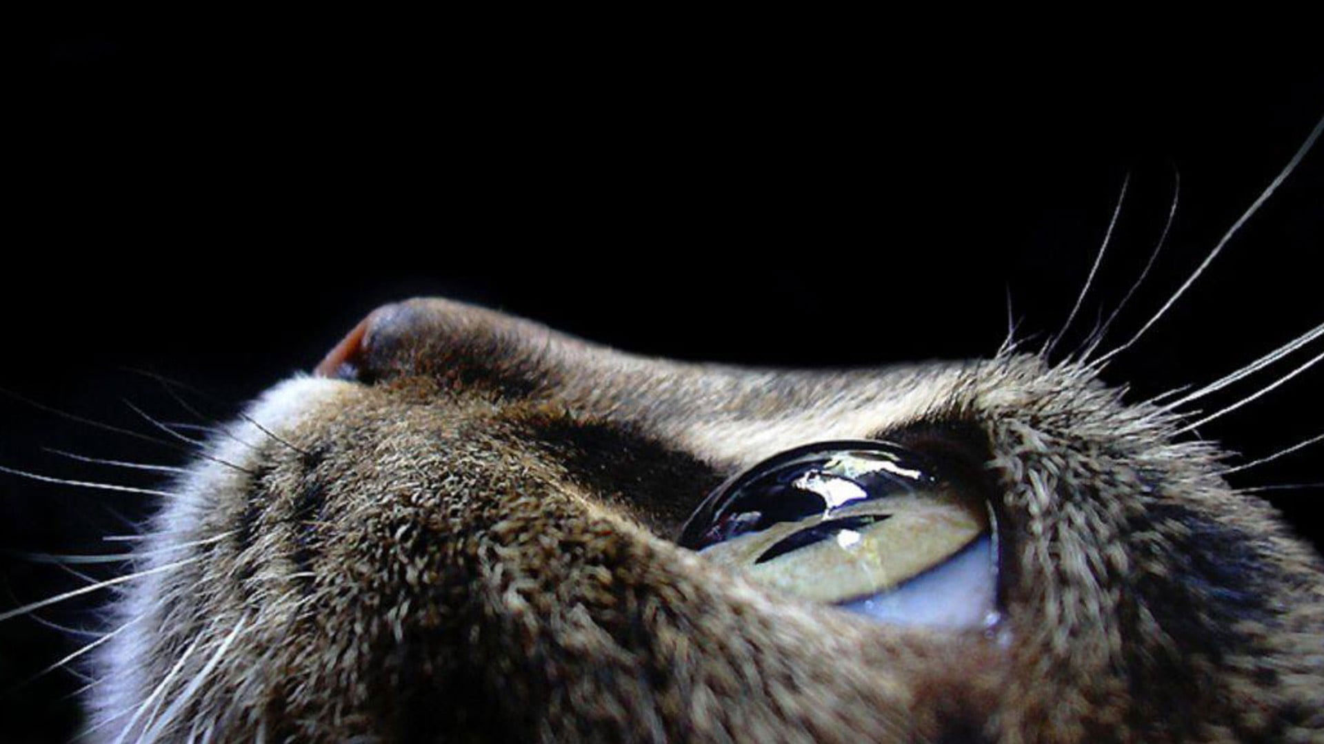 Selective focus photograph of cat wallpaper, closeup, eyes, animals, animal themes