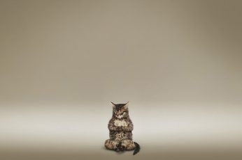 Cat Meditate Zen HD wallpaper, silver tabby cat, animals