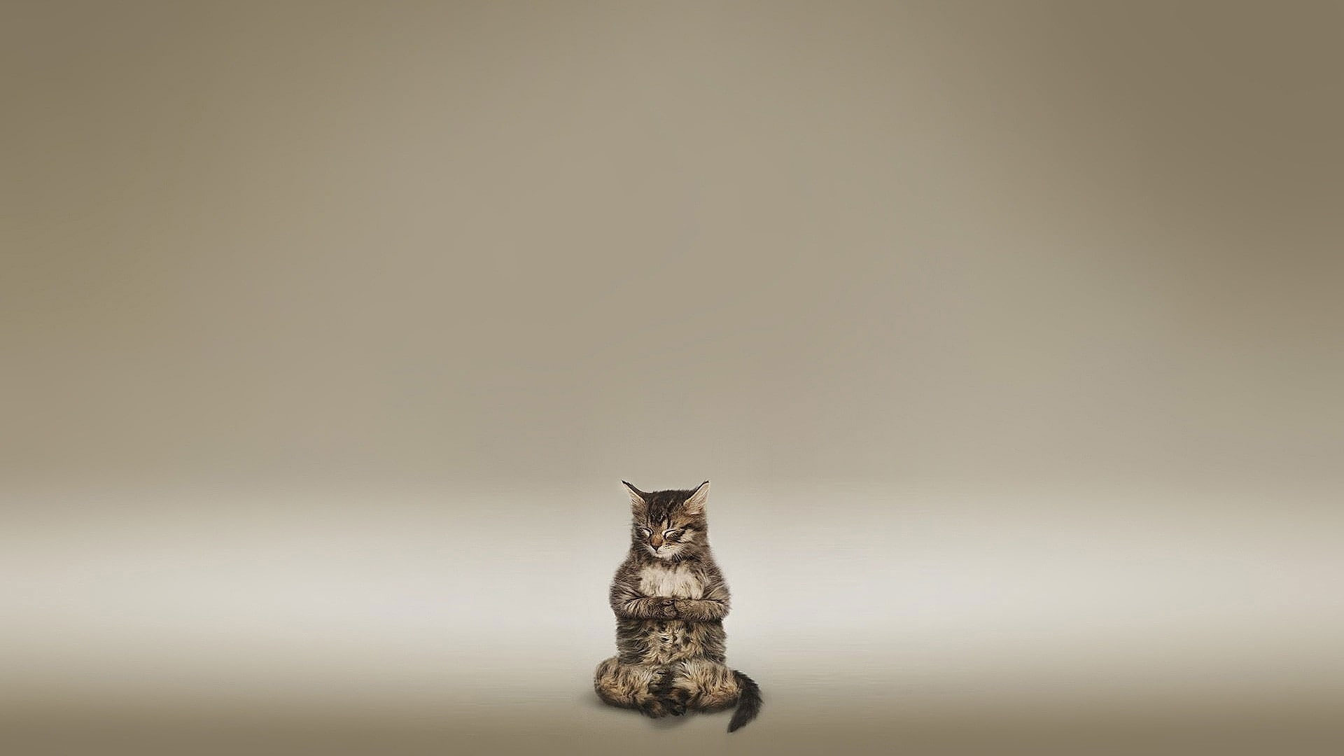 Cat Meditate Zen HD wallpaper, silver tabby cat, animals
