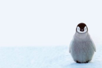 Cute Baby Penguins wallpaper, Animals, Winter, Snow